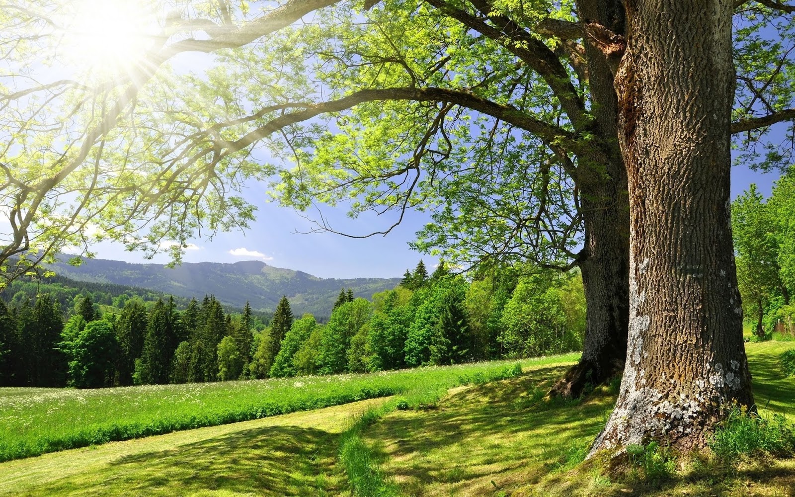 Nature Photography