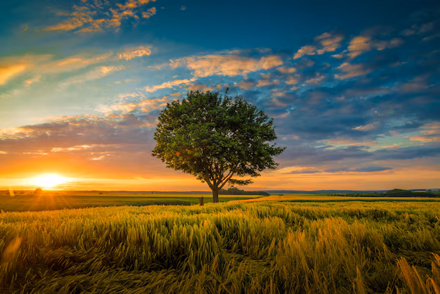 Nature 1